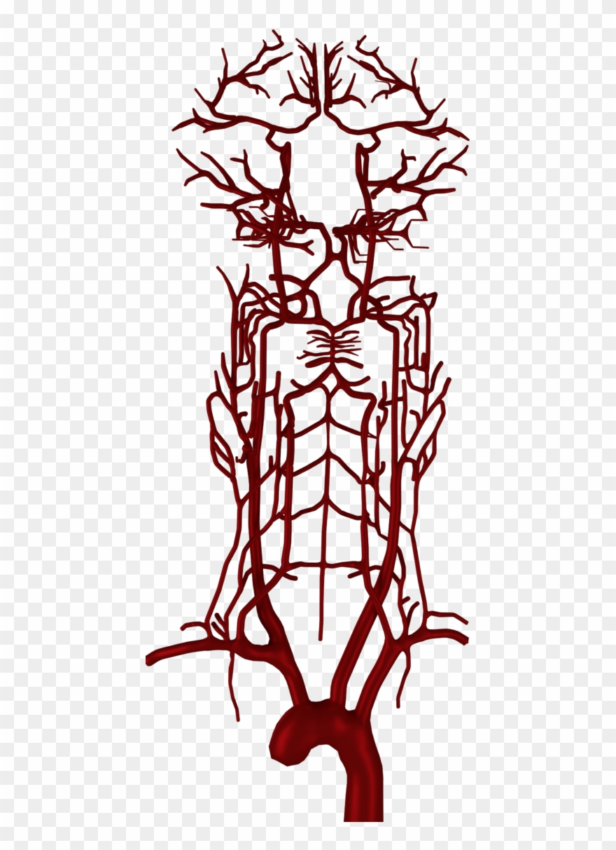 Brain Blood Vessels All 01 Clipart