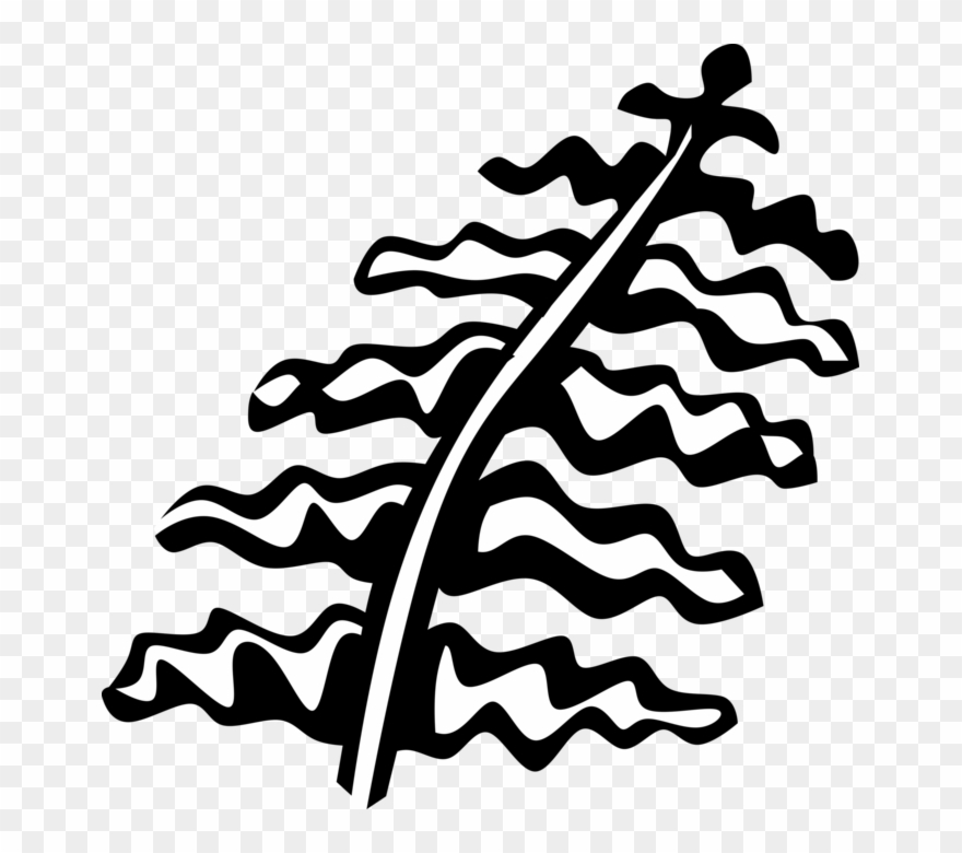 Vector Illustration Of Fern Vascular Botanical Plant Clipart