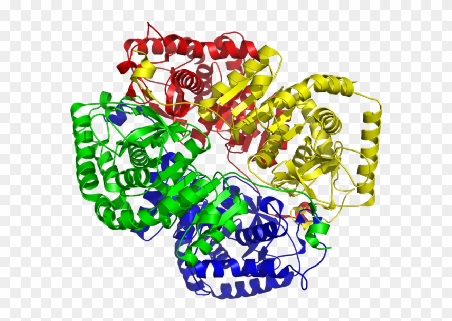 Lactate Dehydrogenase M4 1i10 Clipart