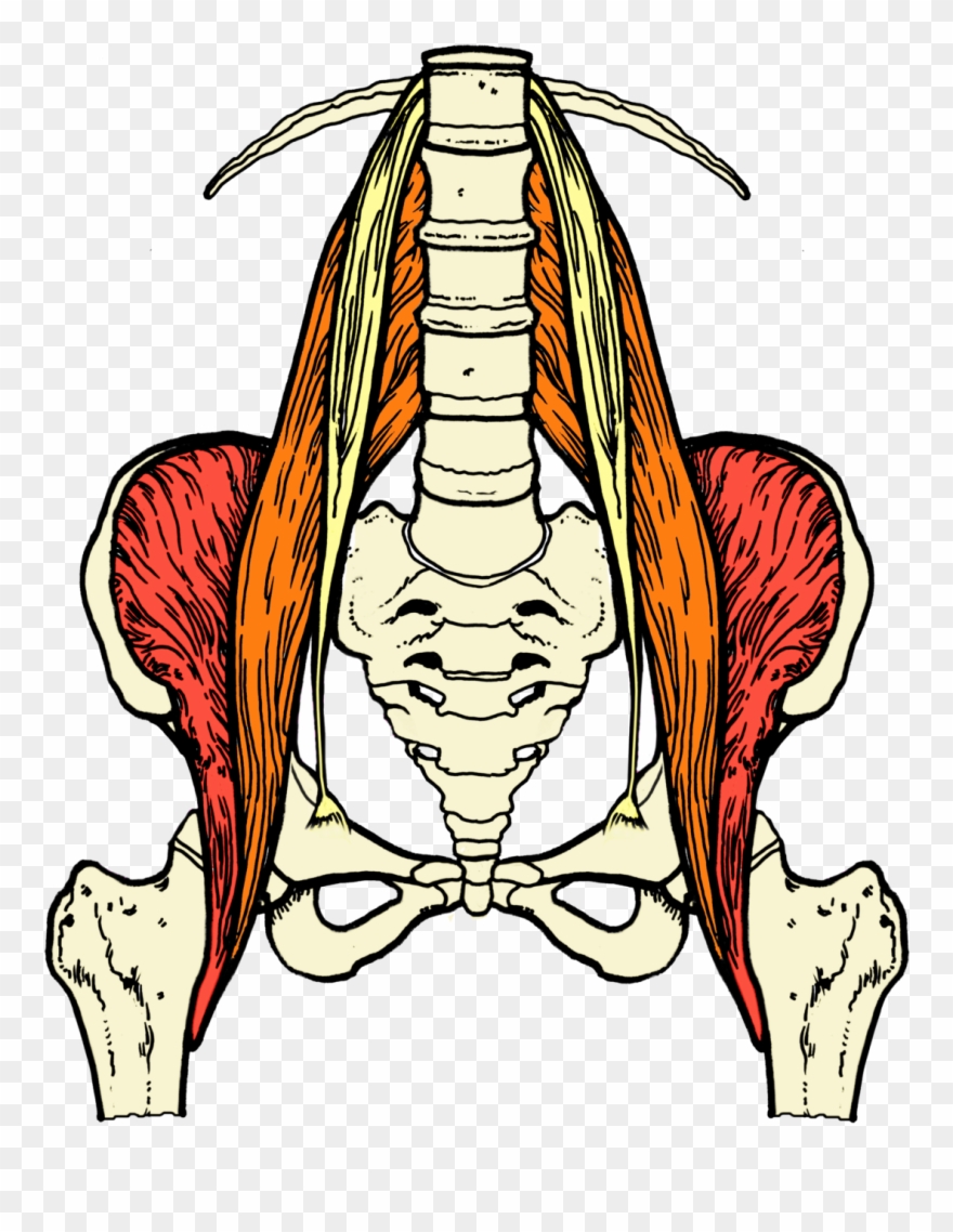 Have You Heard Of The Psoas Muscle It Is Pronounced Clipart
