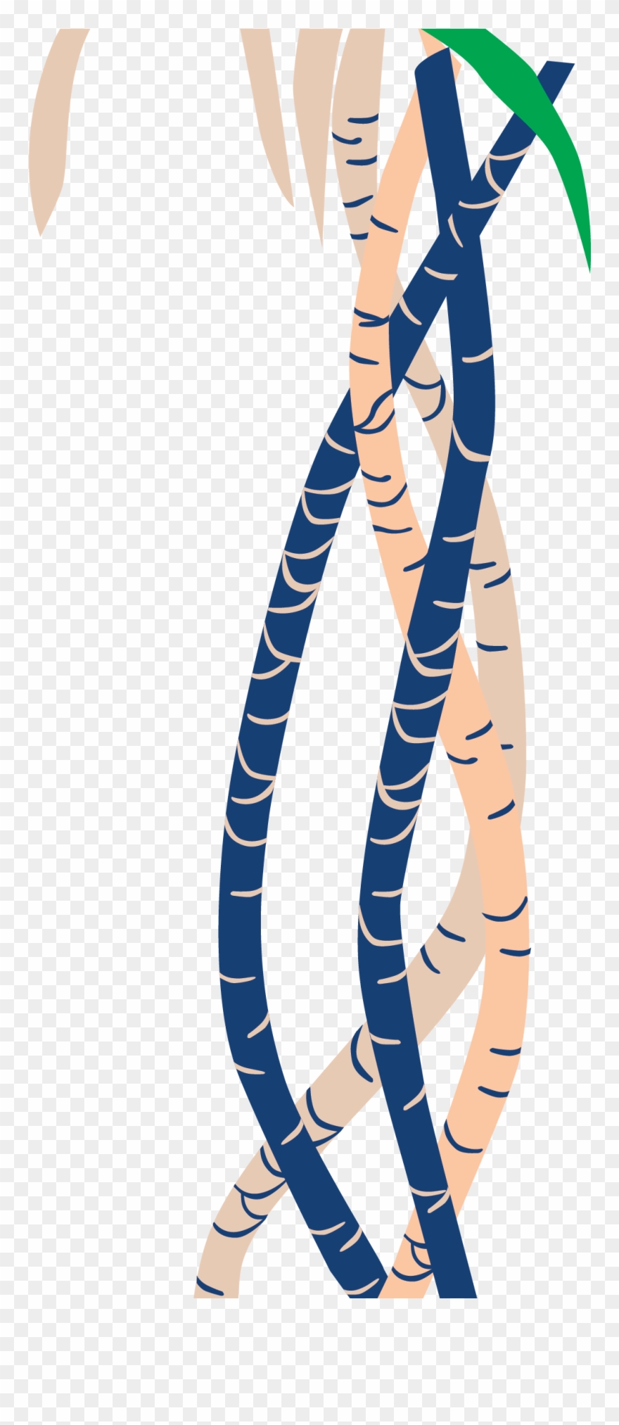 Botanical Name Clipart