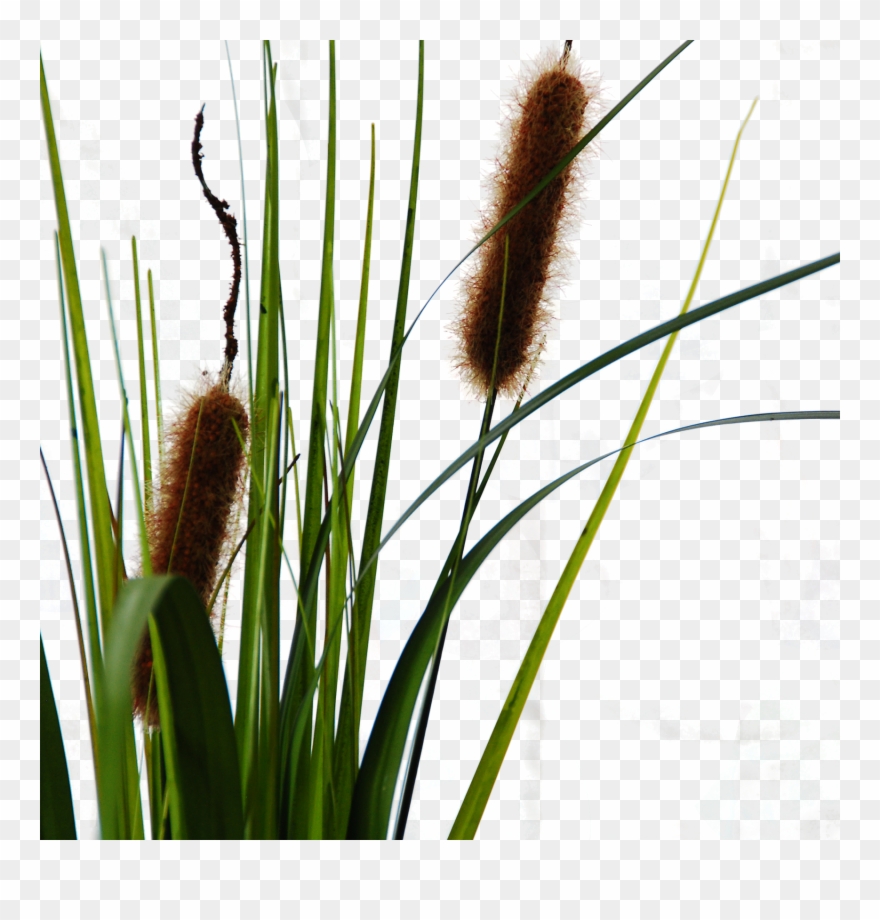 Typha Cattail Clipart