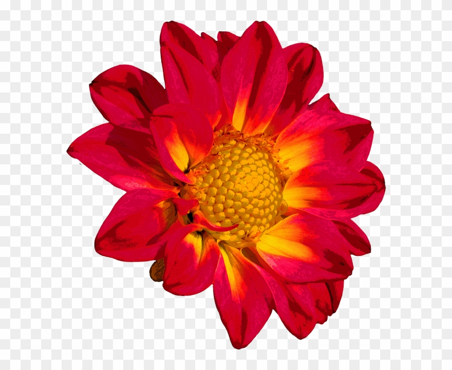 Dahlia Clipart Flower Blossom - Png Download