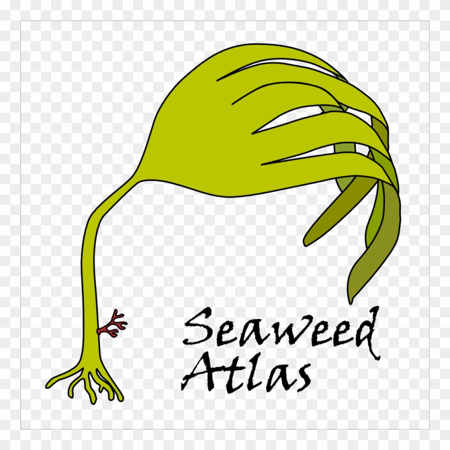 Seaweedlatlas Logo 1000px Clipart