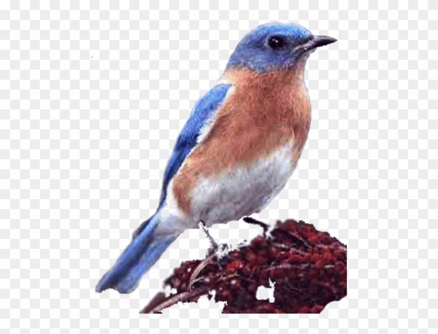 A Buzz About Bluebirds Clipart