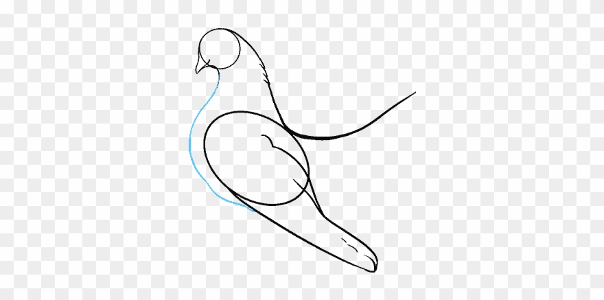 Drawing Feather Dove Clipart
