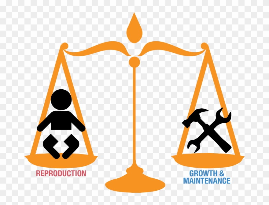 Trade-offs In Cancer Defense Clipart