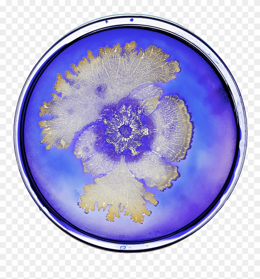 Bacteria In Petri Dish Clipart
