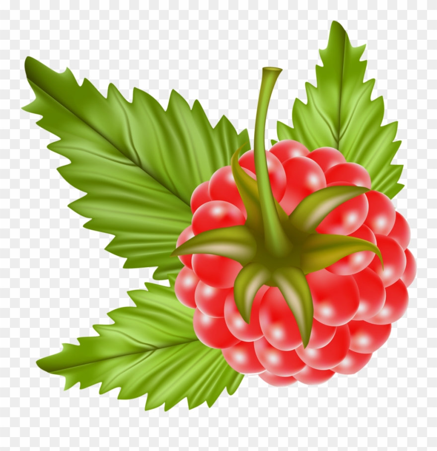 Red Raspberry Clipart