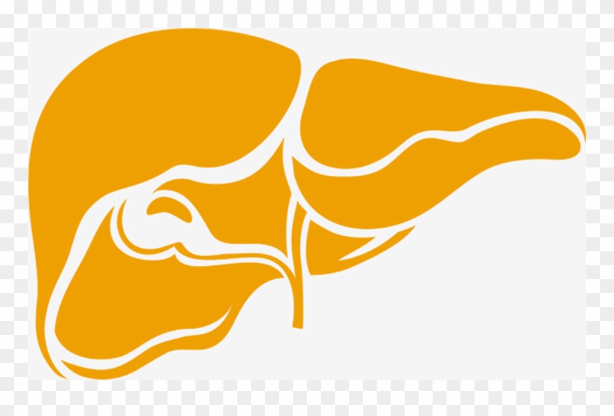 Pancreatic Trauma Clipart