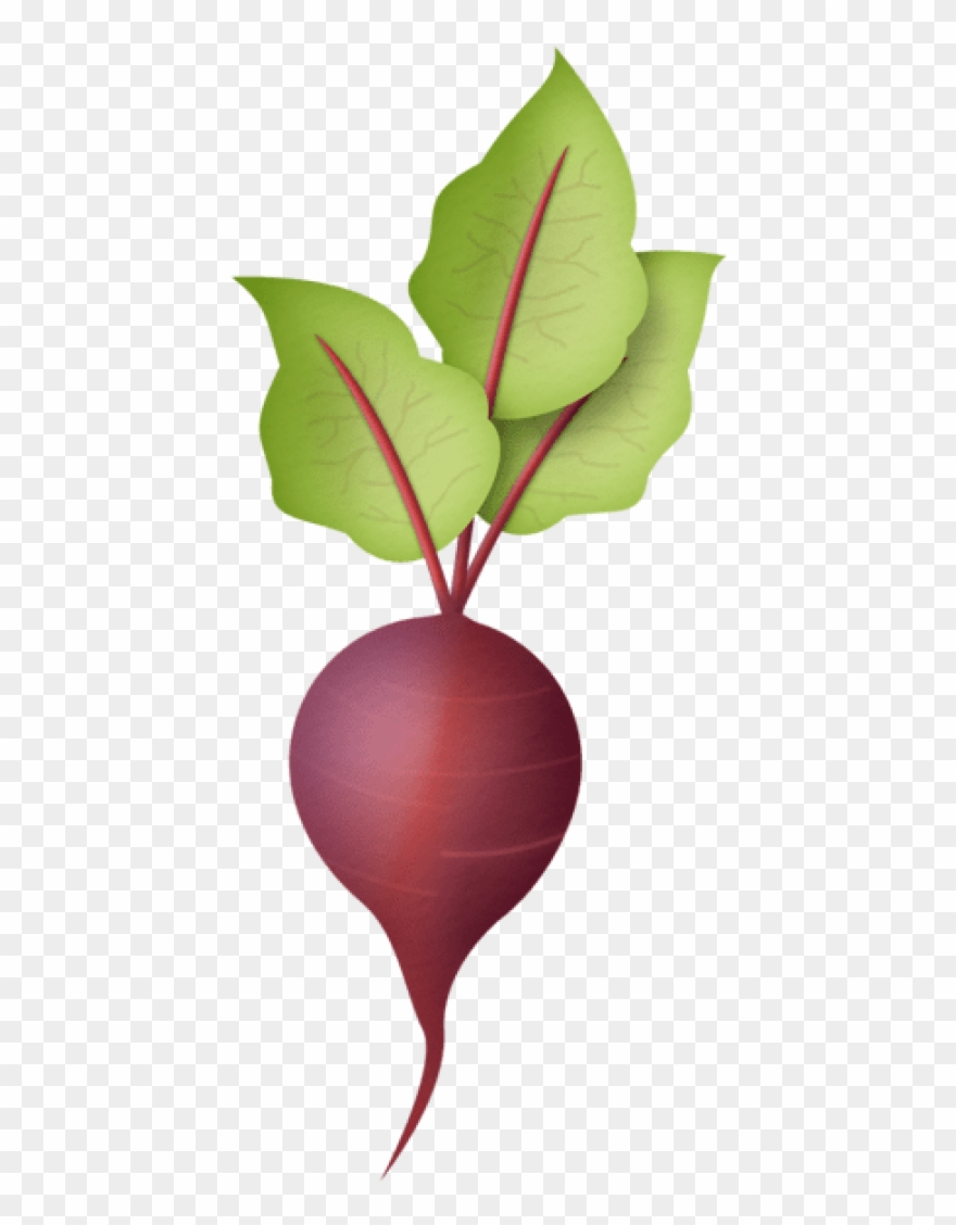Free Png Download Radish Png Images Background Png Clipart