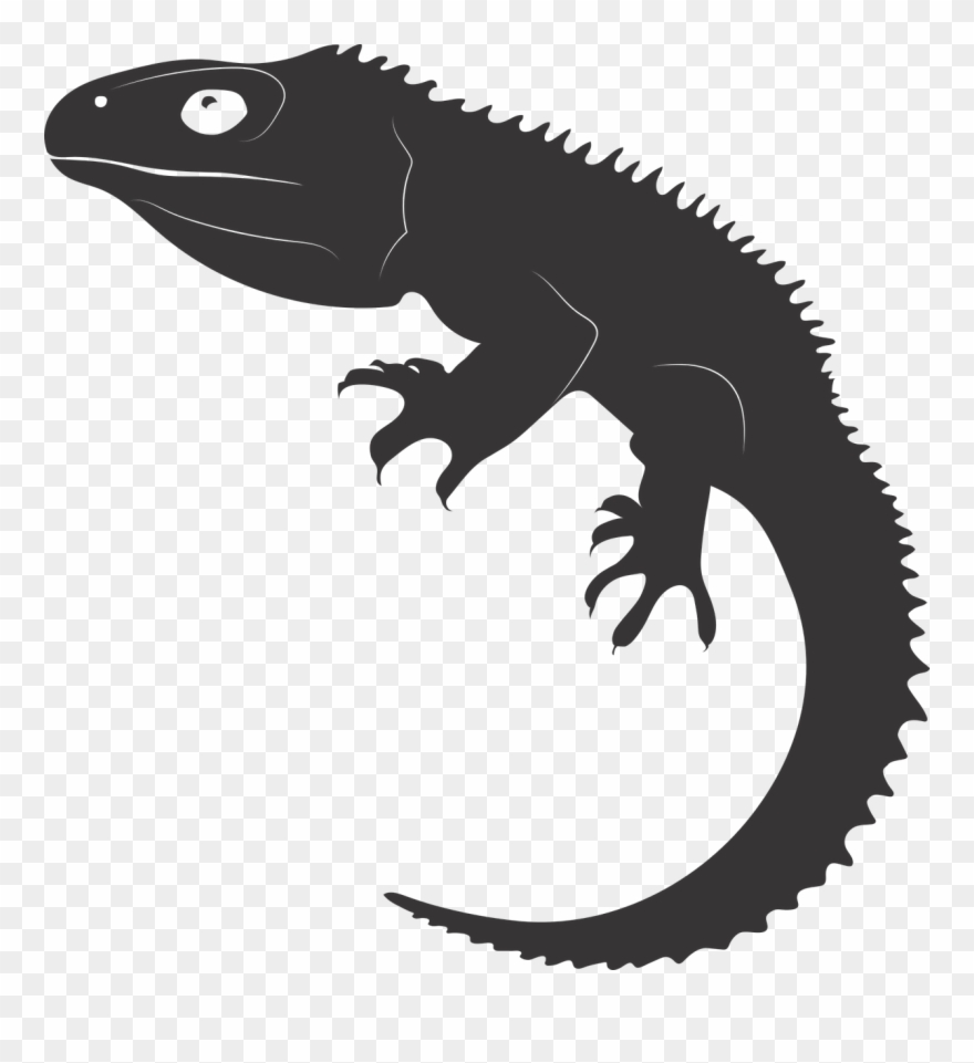 Tuatara,reptile,ancient Reptile,living Fossil,new Zealand,free Clipart