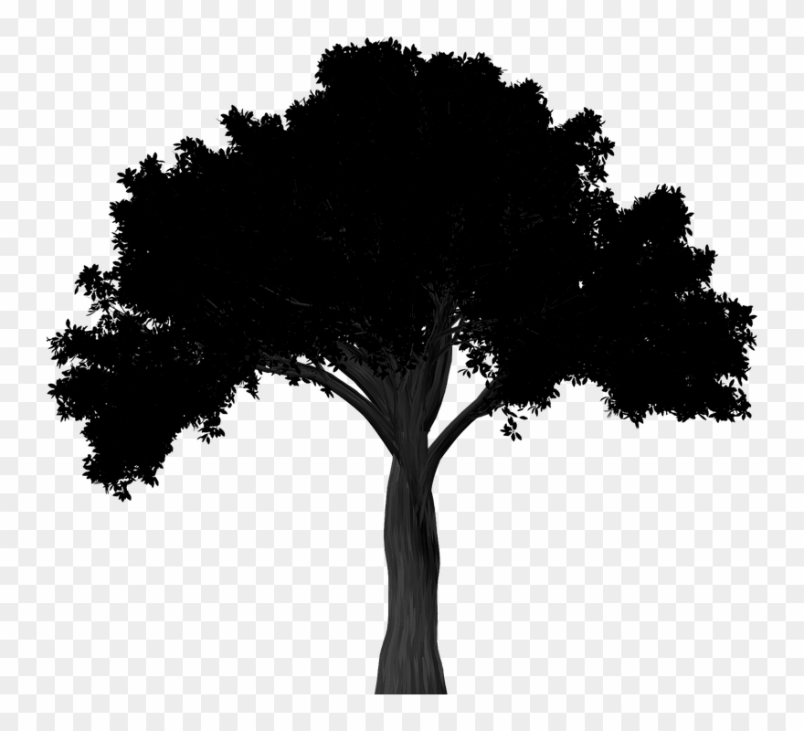 Oak Tree Silhouette Png Clipart