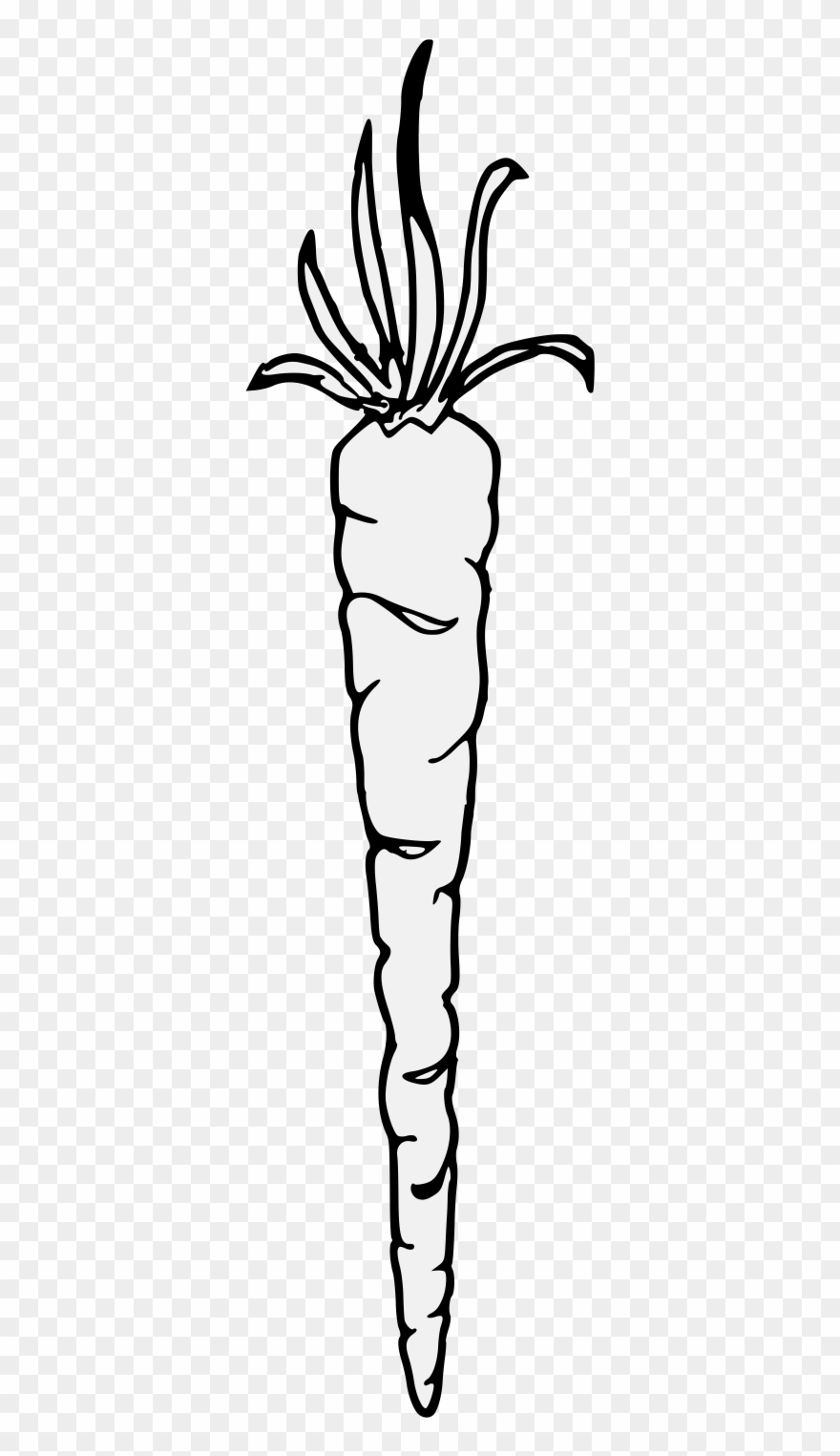 Carrot Clipart