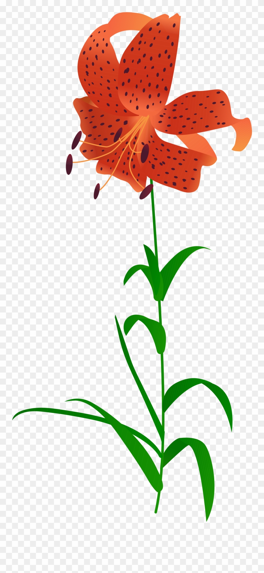 Lily Minh Họa Thực Vật Cây Hình Ảnh Png Và Vector Clipart