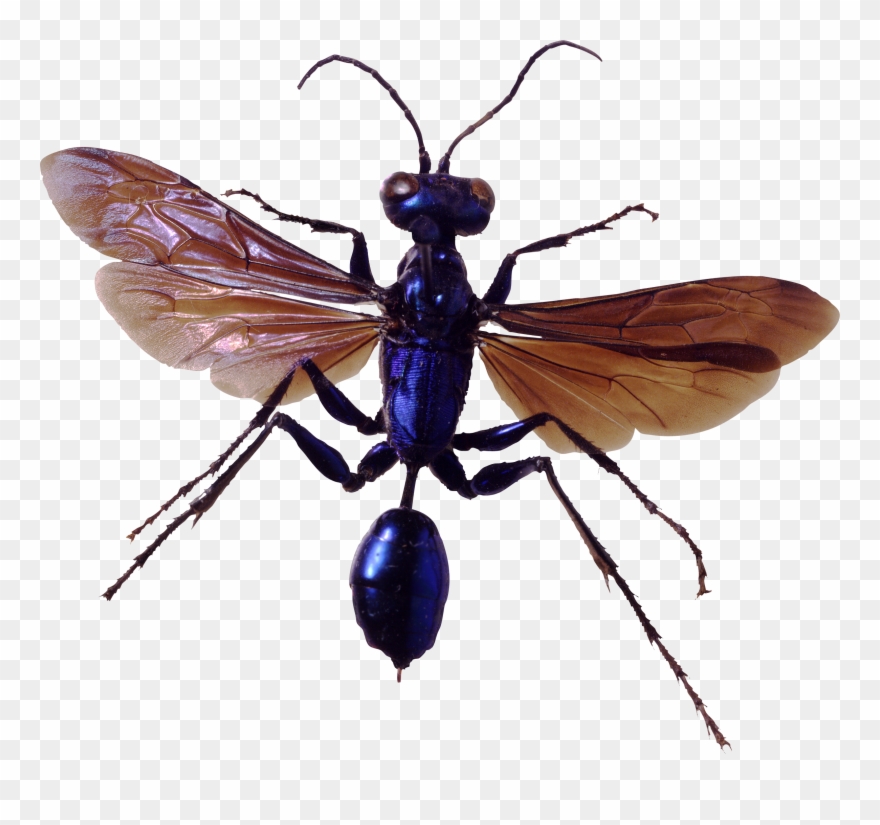 Bug Png Image Clipart