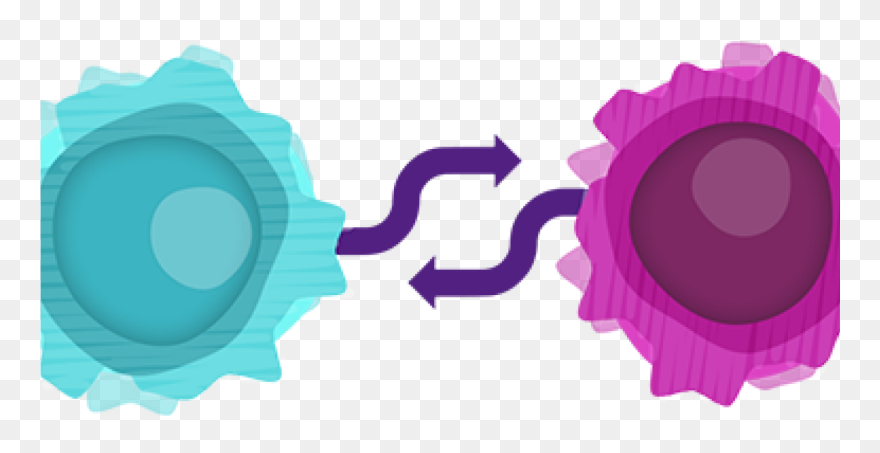 Exploring The Relationship Between B And T Cells[10-12] Clipart