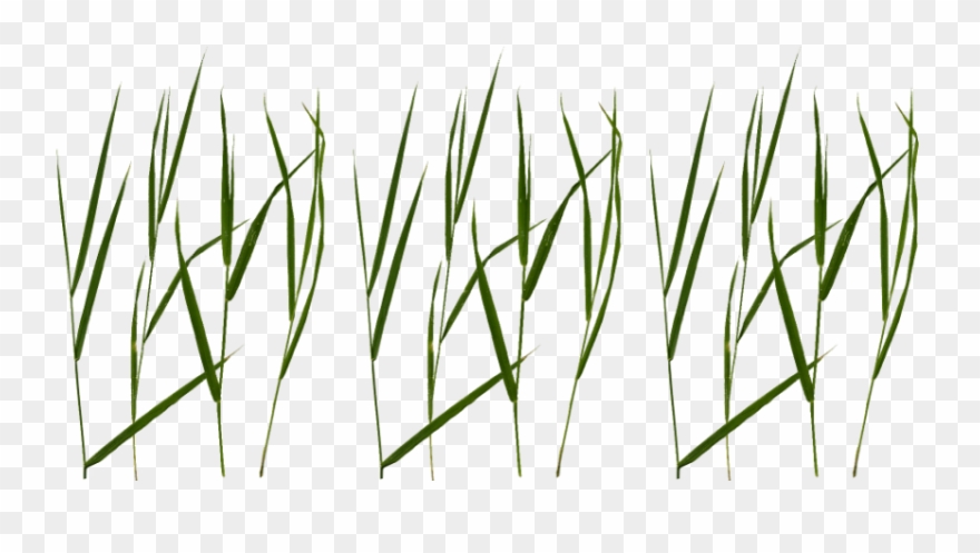 Free Png Download Grass Blade Texture Png Images Background Clipart