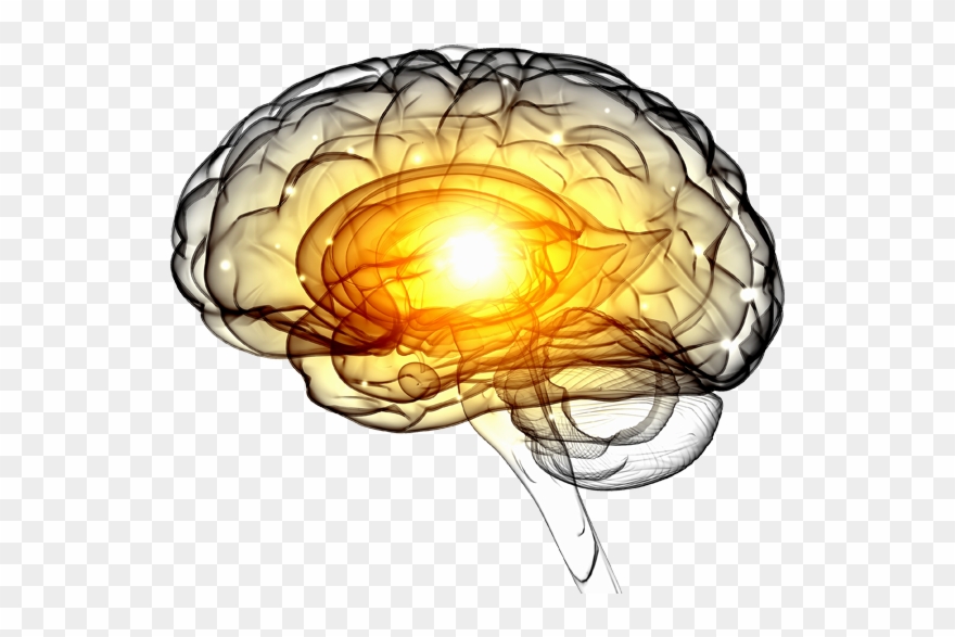 Brain Clipart