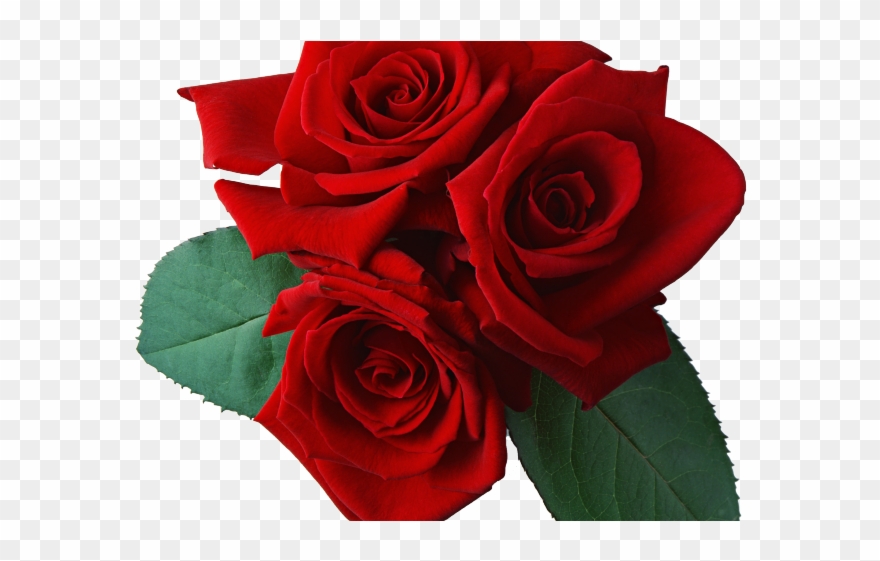 Rose Clipart Transparent Background - Png Download