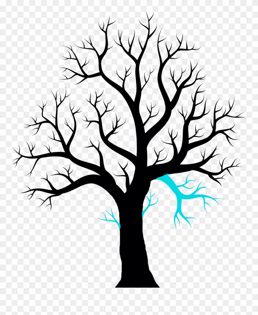 Twig Drawing Ash Leaf Clipart