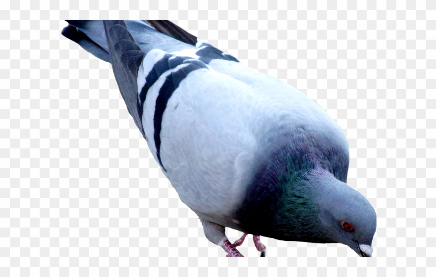 Pigeon Clipart Hummer - Png Download