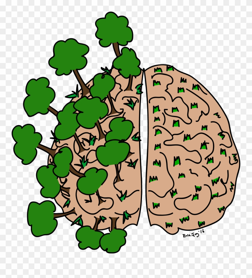 A Childs Brain Versus The Adults Clipart