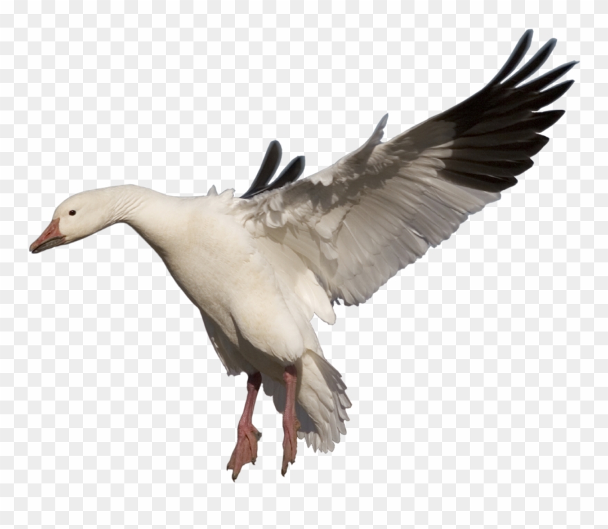 Goose Png Clipart