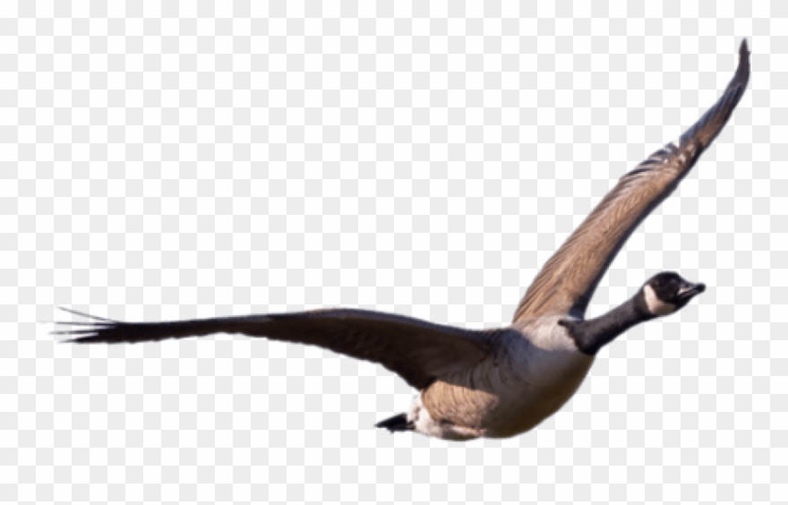 Free Png Download Goose Png Images Background Png Images Clipart