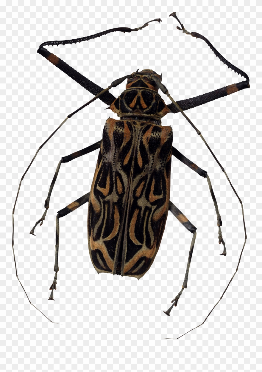 Bug Png Image Clipart