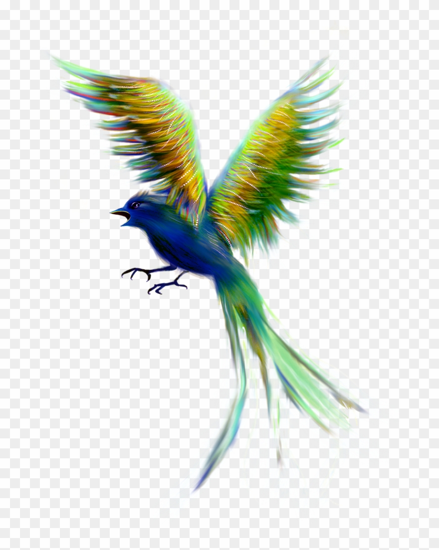 Super Imagens Png De Passaros Variados Para Fotomontagens Clipart