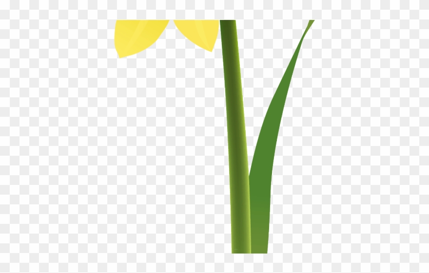 Daffodils Clipart Mayflower 3 2209 X 3123 Free Clip - Png Download