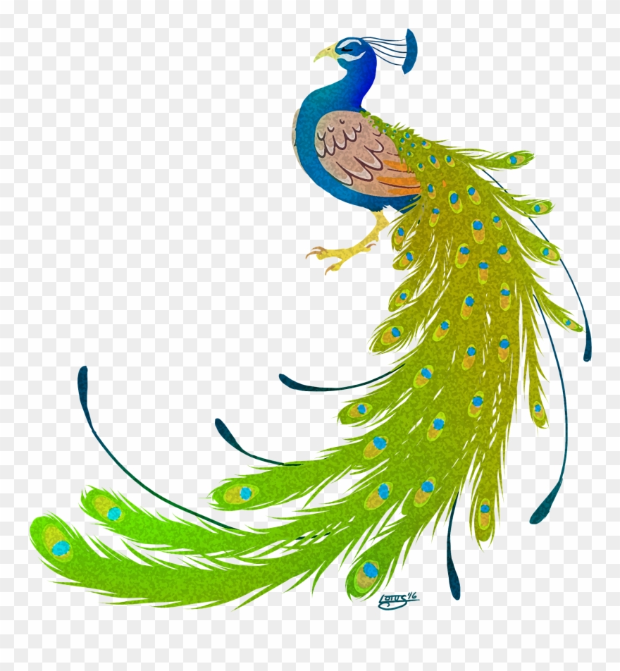 Peacock Clipart