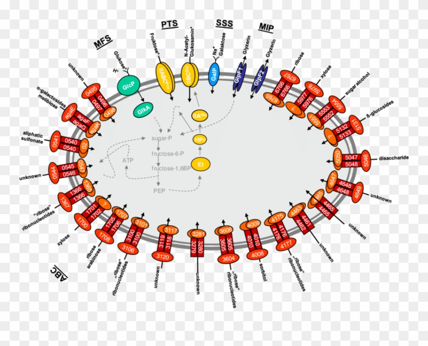 Shown Are The Permeases Of The Abc , Pts (yellow), Clipart