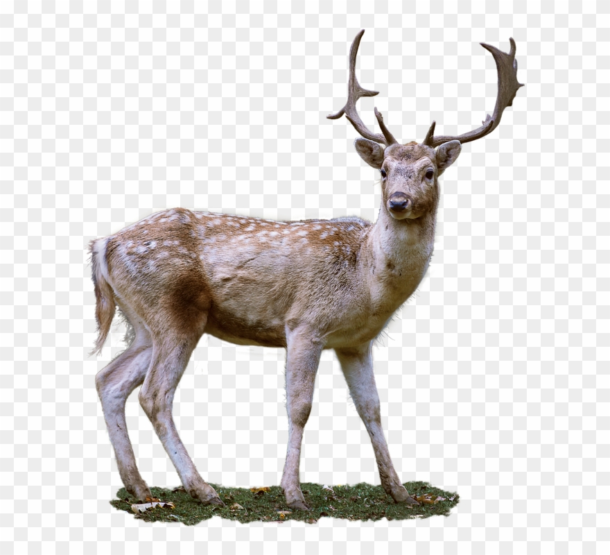 Roe Deer, Antler, Fallow Deer, Wild Clipart