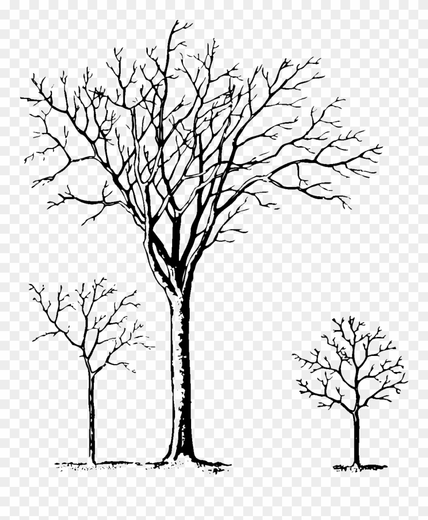 Pine Tree Clipart Black And White / Christmas Tree - Png Download