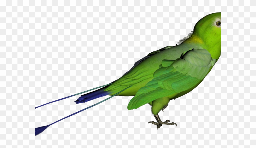 Parrot Clipart Gren - Png Download