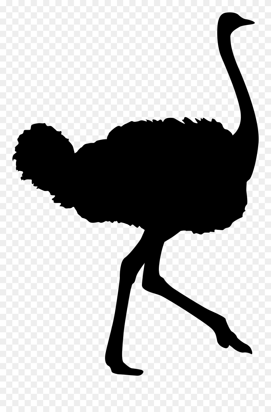 Ostrich Clipart Pic - Png Download