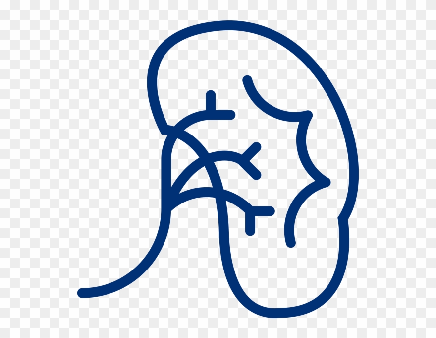 Chronic Kidney Disease - Clipart