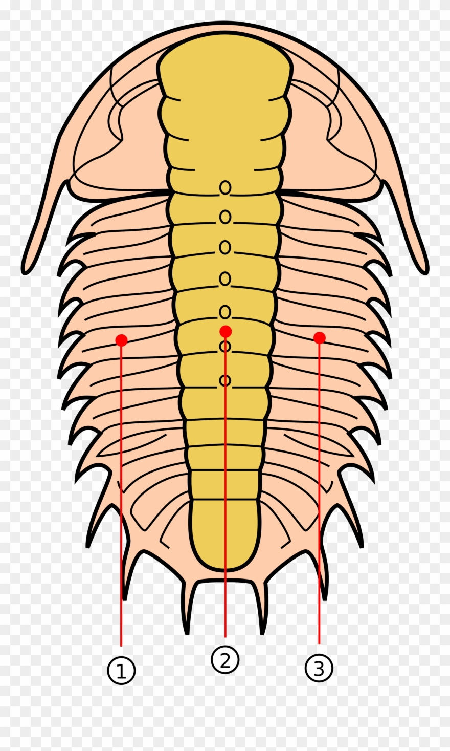 Trilobite Lobes Numbered Clipart