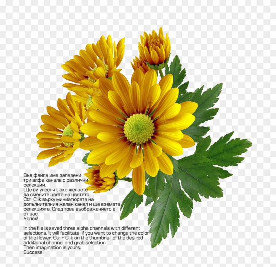 Chrysanthemum Png Transparent Image Clipart