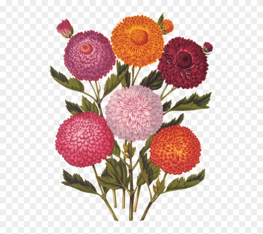 Fleurs, Éclat, Ornement, Flowers, Tubes, Bouquets, Clipart