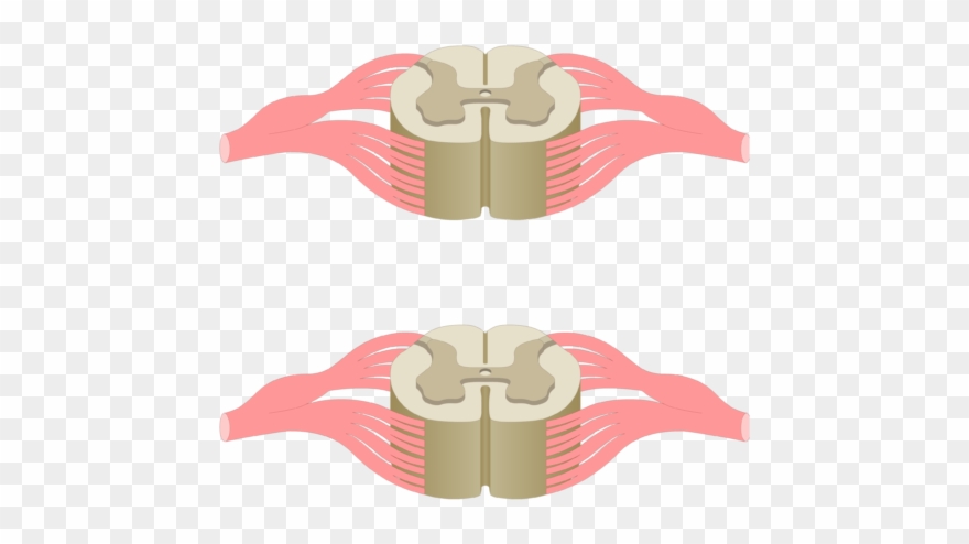Cross Section Of The Spinal Cord Showing 2 Lumbar Segments, Clipart