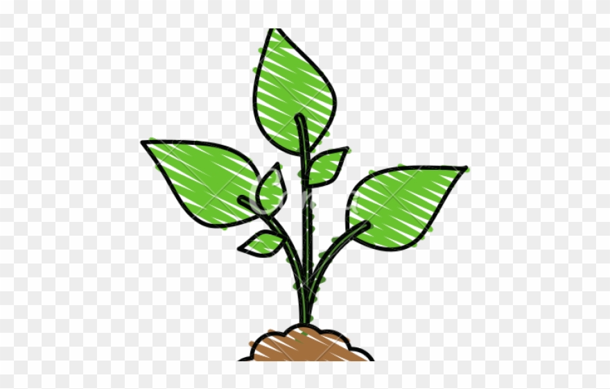 Cartoon Plant Clipart