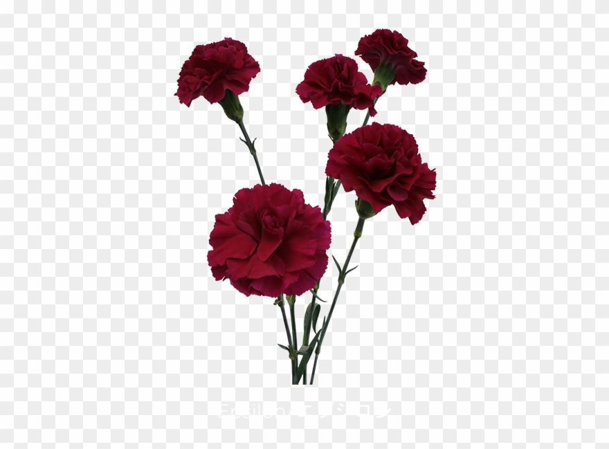 Shocking Best Carnation For Flower Clipart - Png Download