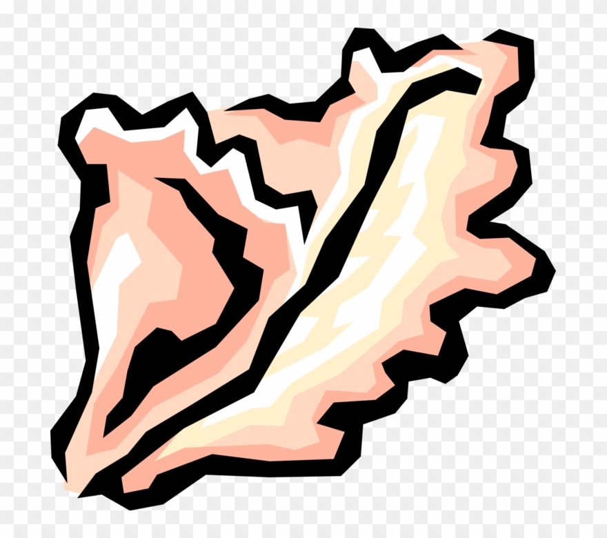 Vector Illustration Of Marine Mollusk Seashell Clipart