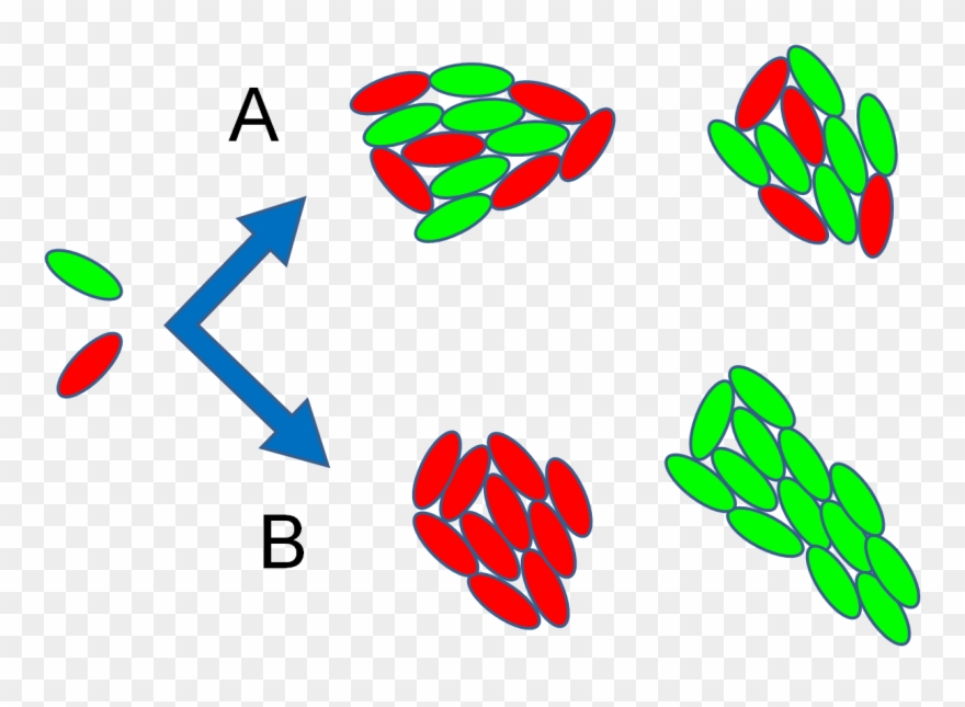 After One Day Of Incubation On A Bean Leaf , We Observed Clipart