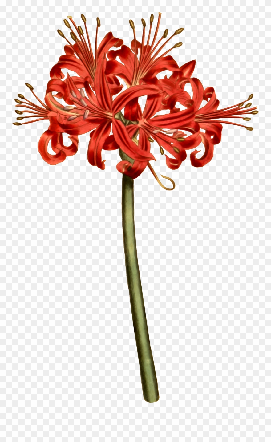 Red Spider Lily Curtis Clipart