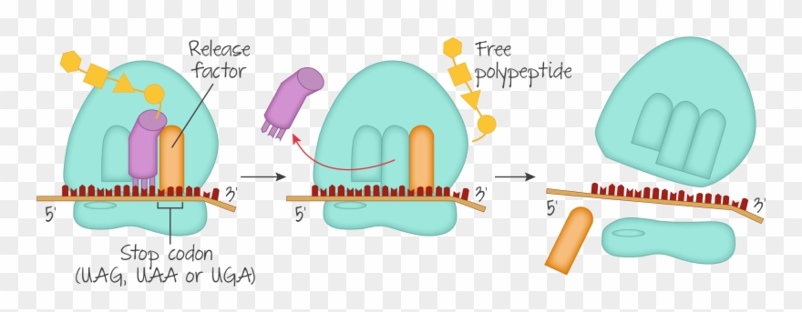 Genetics, Dna, Gout Clipart