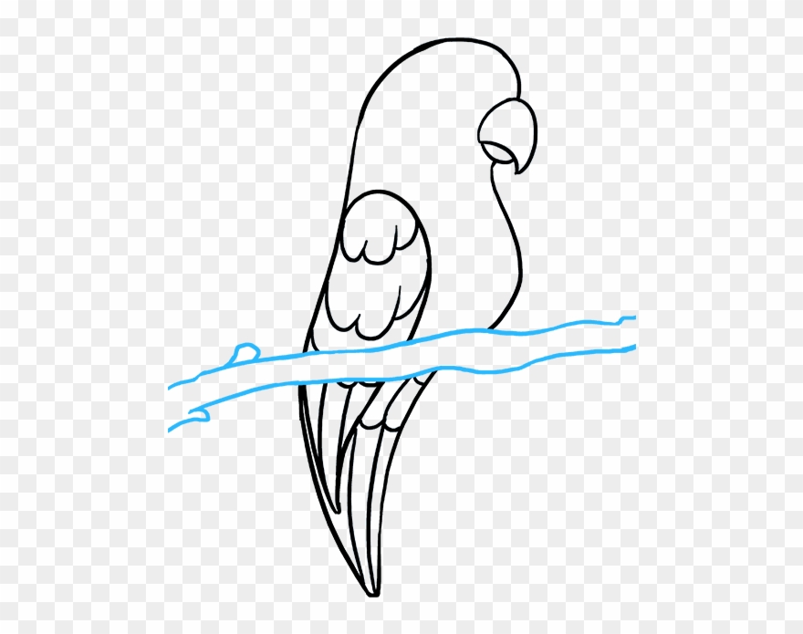 How To Draw Parrot Clipart